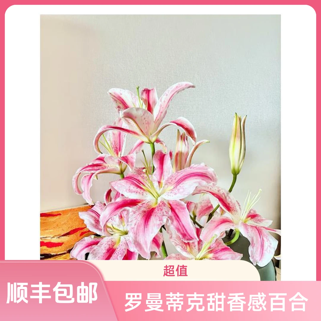 罗曼蒂克甜香感【单瓣香水百合】顺丰包邮