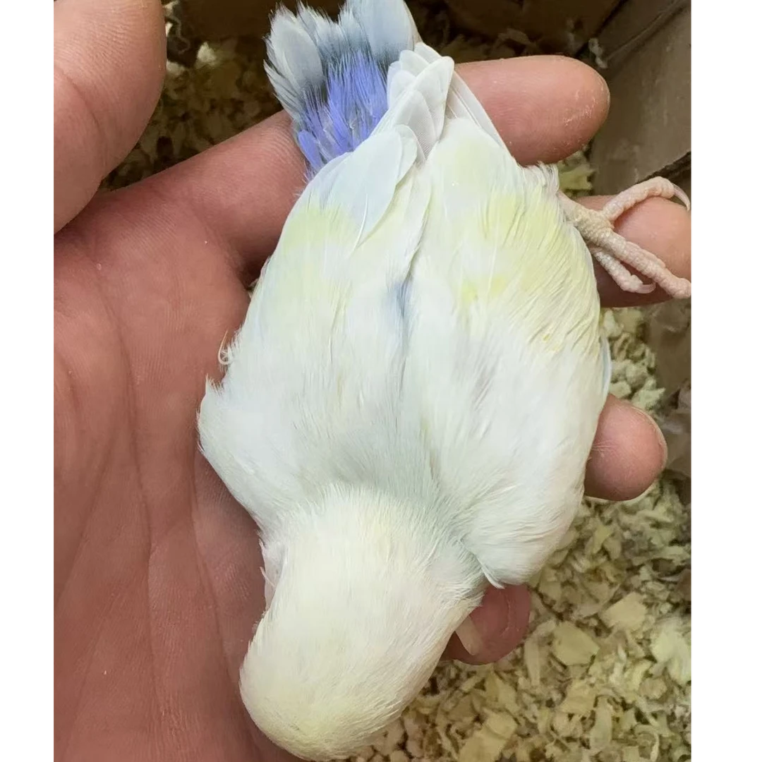 【一只】半毛特色牡丹，亲人粘人适合家庭陪伴，包邮到家