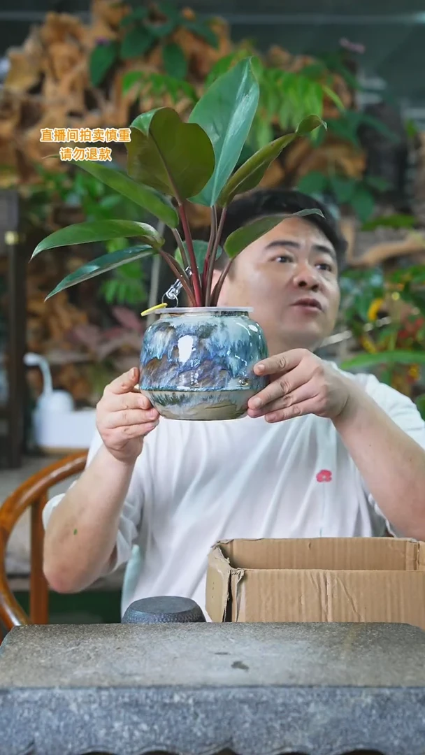 当前无花栽培后可以开花红钻+