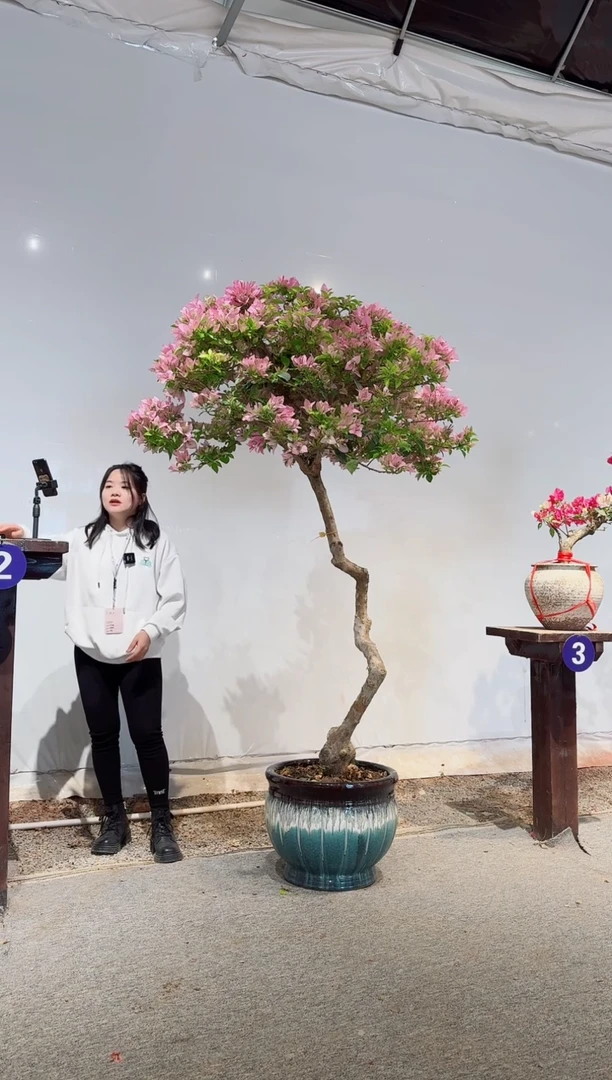 【闪购商品】盆景金夫人