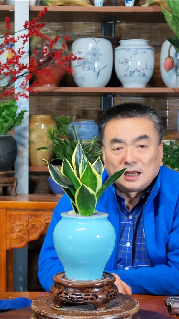 无花朵用****8水之韵水培荷花兰