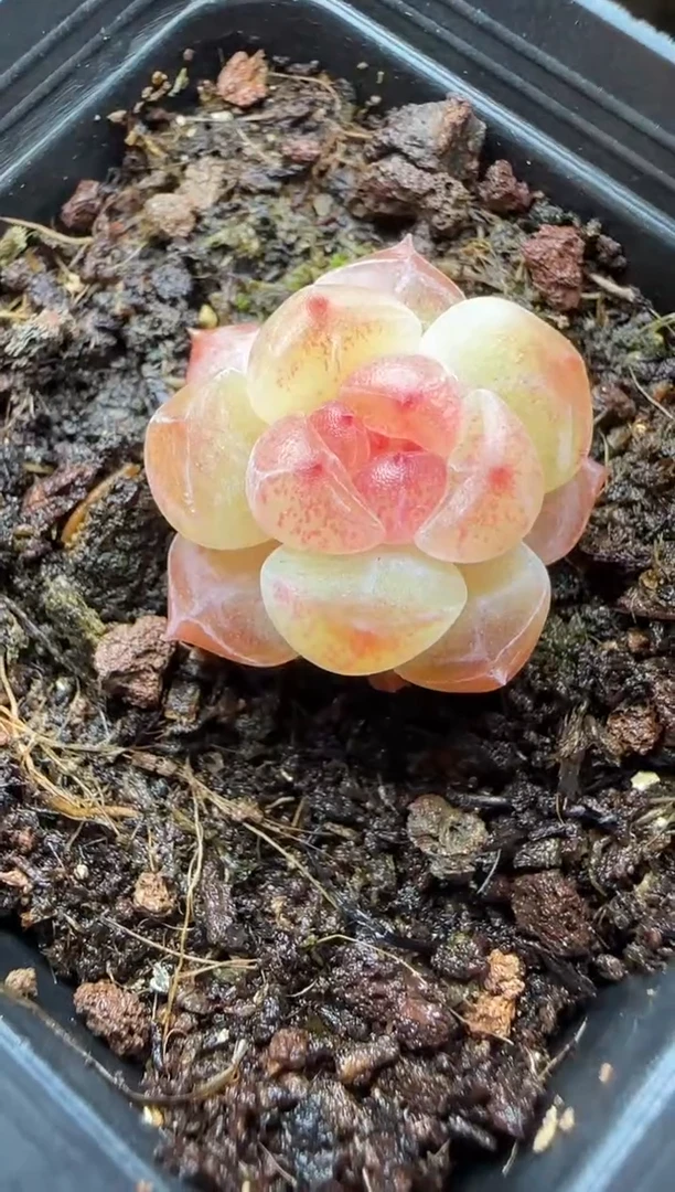 【闪购商品】一物一拍0115—498