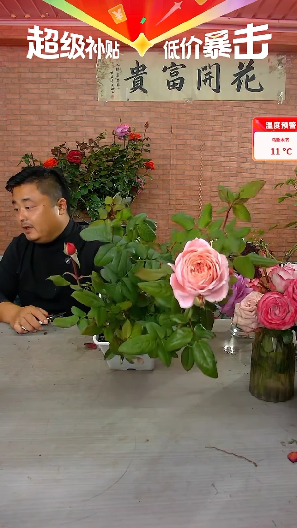 当前无花朵，栽培后可花朵安索菲比克