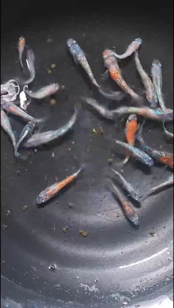 青鳉鱼观背青鳉025