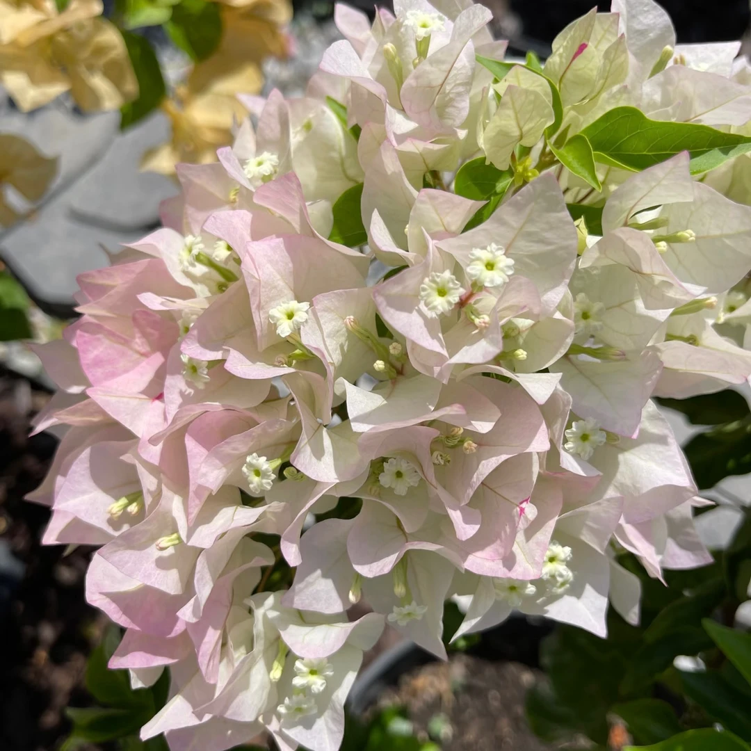 【沁心】菲菲娜白-三角梅 盆栽 耐热花卉四季开花阳台桌面庭院植物