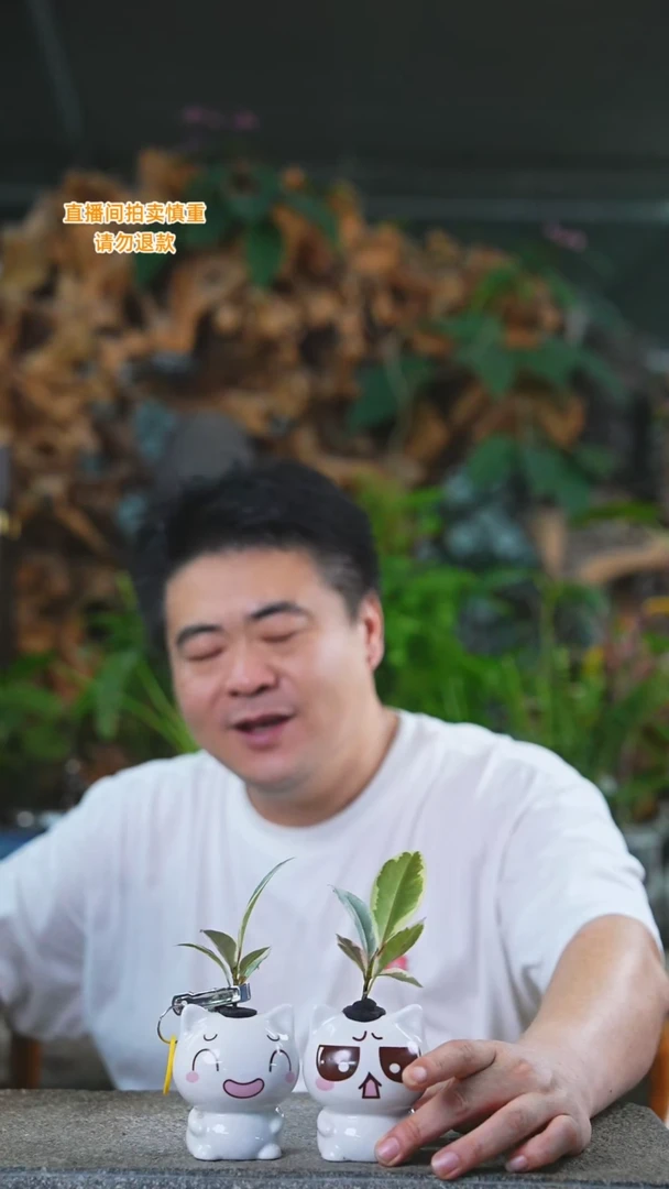 当前无花栽培后可以开花300花叶橡皮树（表情随缘）T