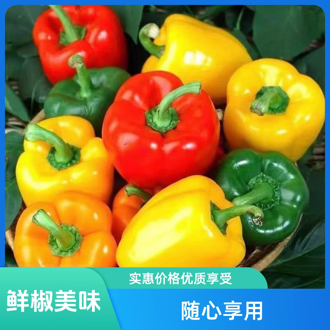 现摘彩椒生吃不辣新鲜圆椒红椒黄椒绿椒五彩辣椒水果椒