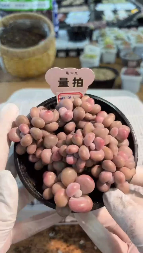 桃蛋/双头 7颗量拍混发