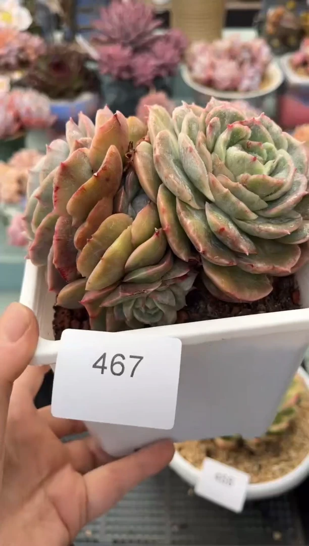 467群生昂斯洛石化多肉