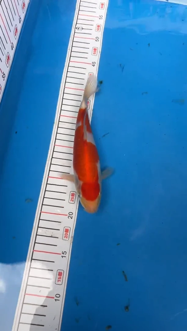 锦鲤?****?50号锦鲤红白鱼 闪购