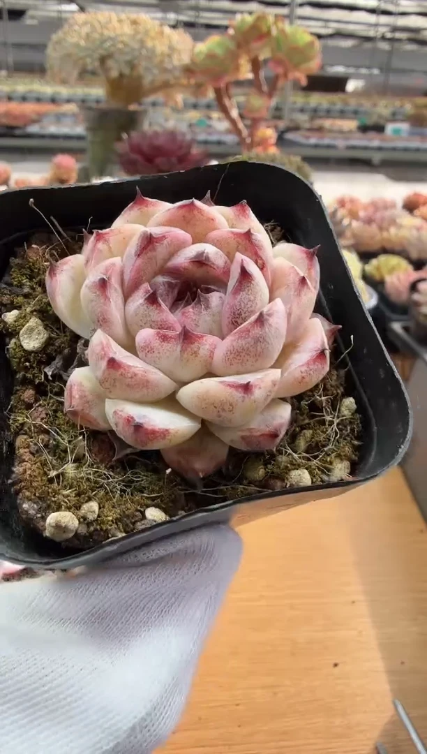 东云多肉园二店-119