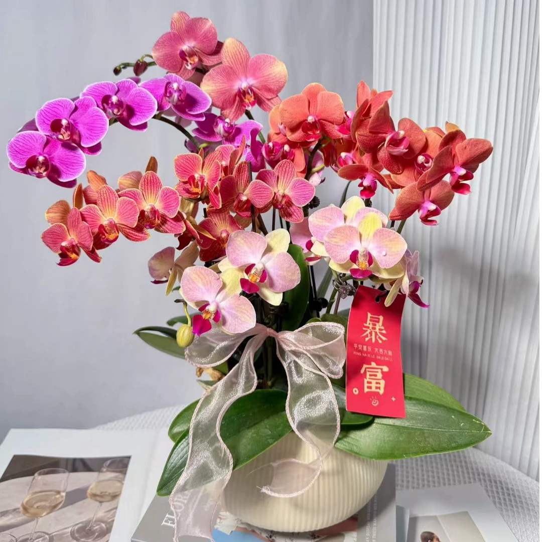 艺术组盆《五彩缤纷》进口蝴蝶兰反复开花 鲜活绿植 带花带花苞