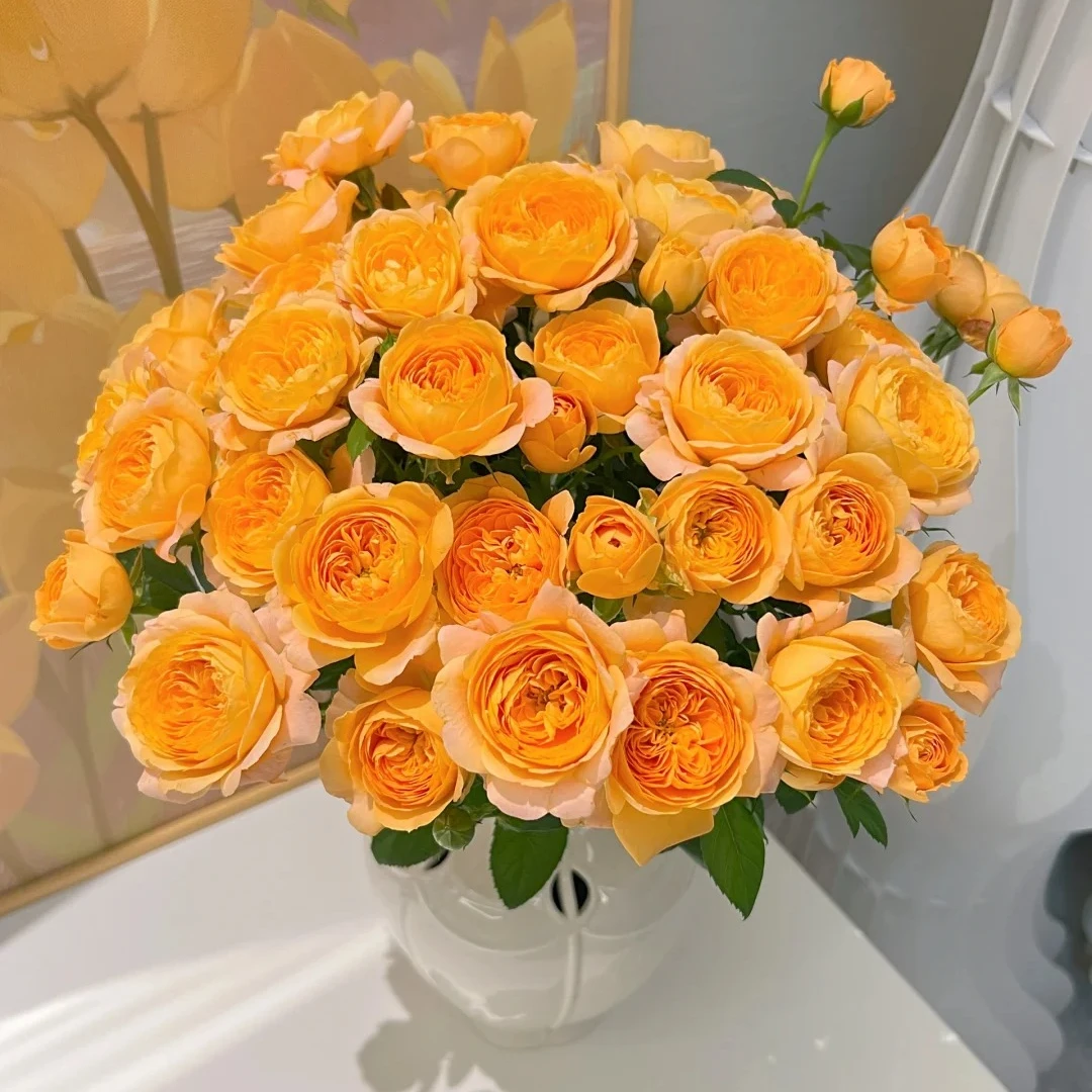 【橙汁阳台】云南斗南基地现采现发品质橙汁阳台多头玫瑰花