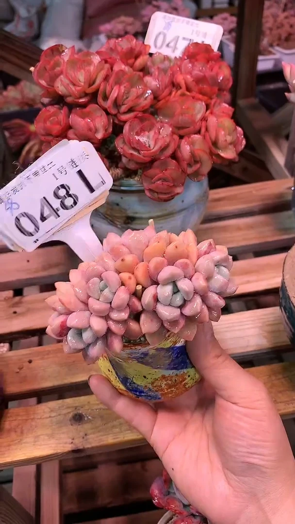 【闪购商品】048LLL