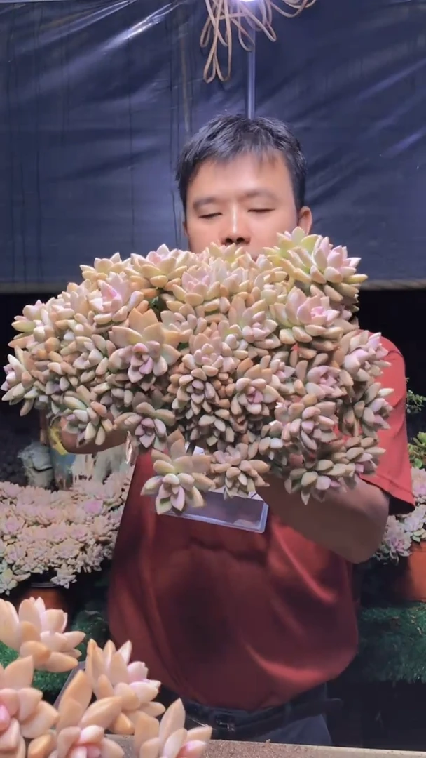 262淡雪缀化一物一拍