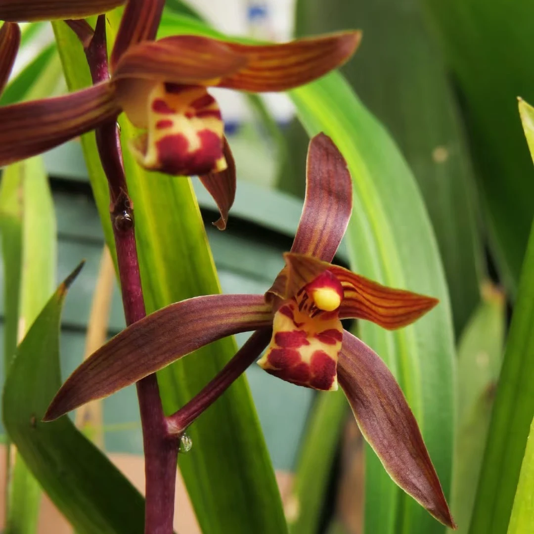 一物一拍 墨兰企黑【8-10苗】起 企黑墨兰原盆原土