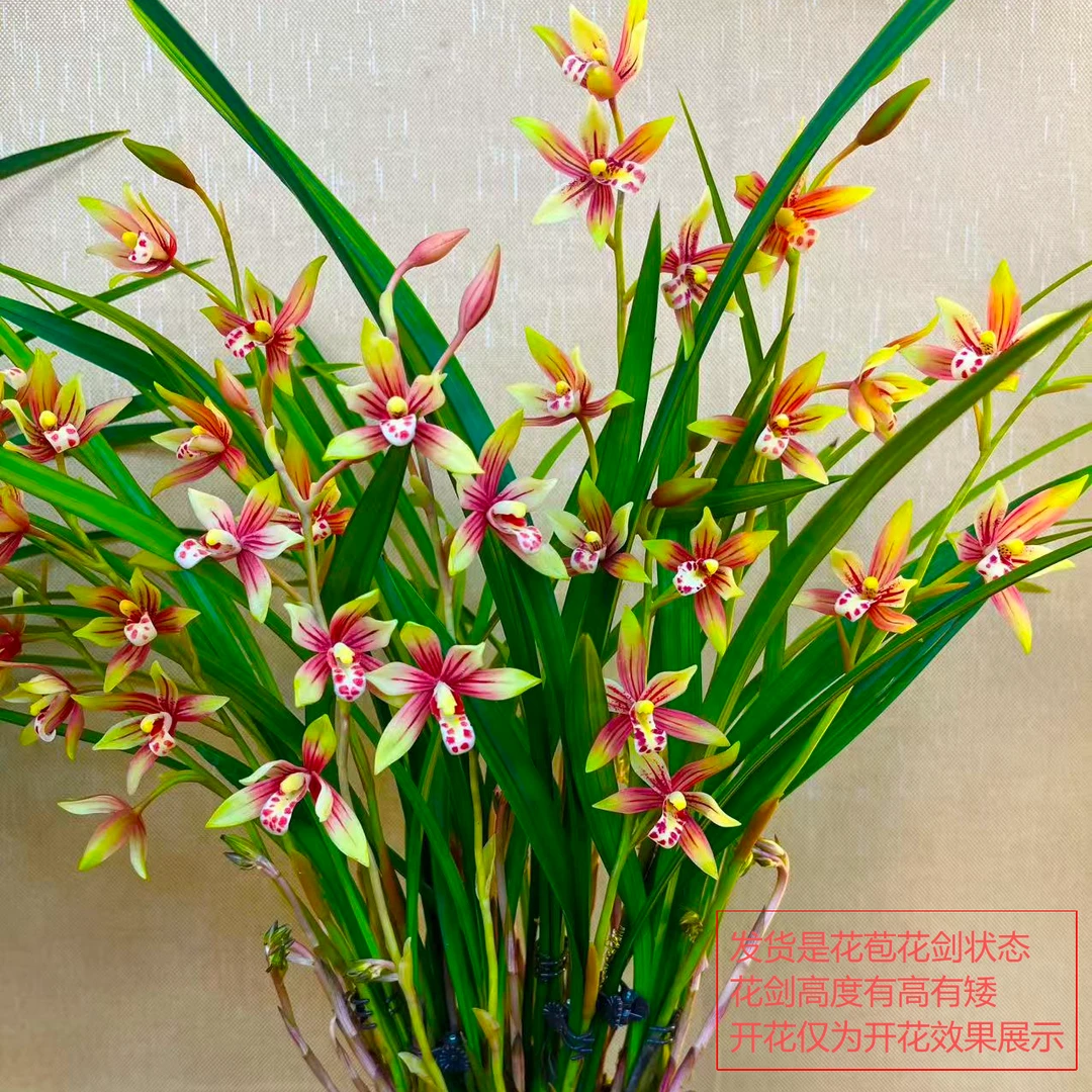 建兰名品【贵妃醉酒带5-8支花剑】室内外花卉绿植香味浓花期长好养