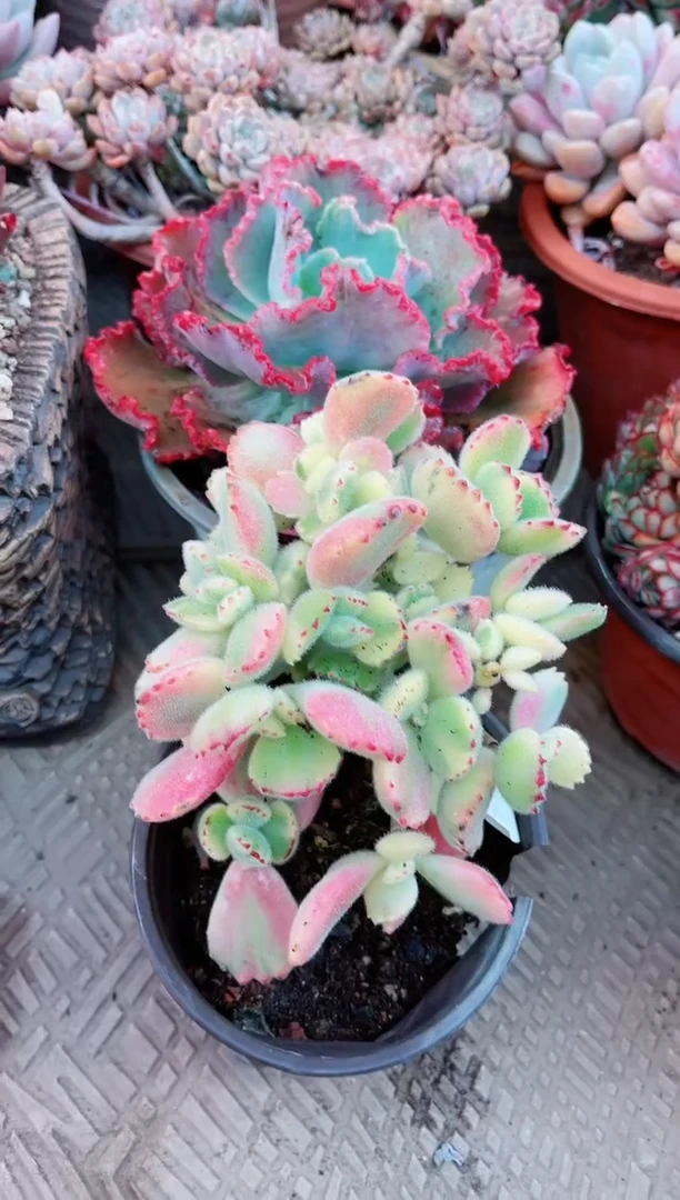 【闪购商品】21139