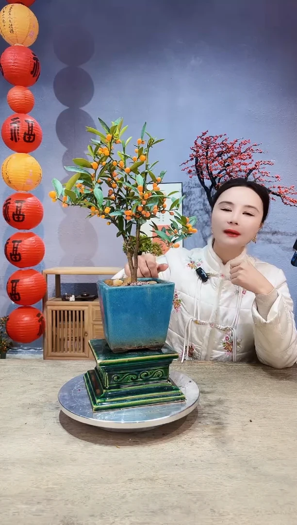 【闪购商品】盆景原生金豆