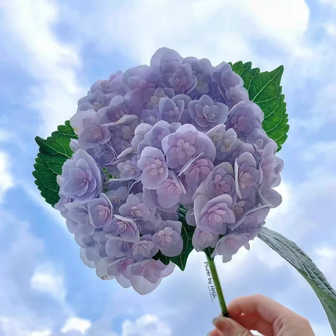 【嘉遇】头花 绣球盆栽花卉 适合室外庭院养护种植  10加仑