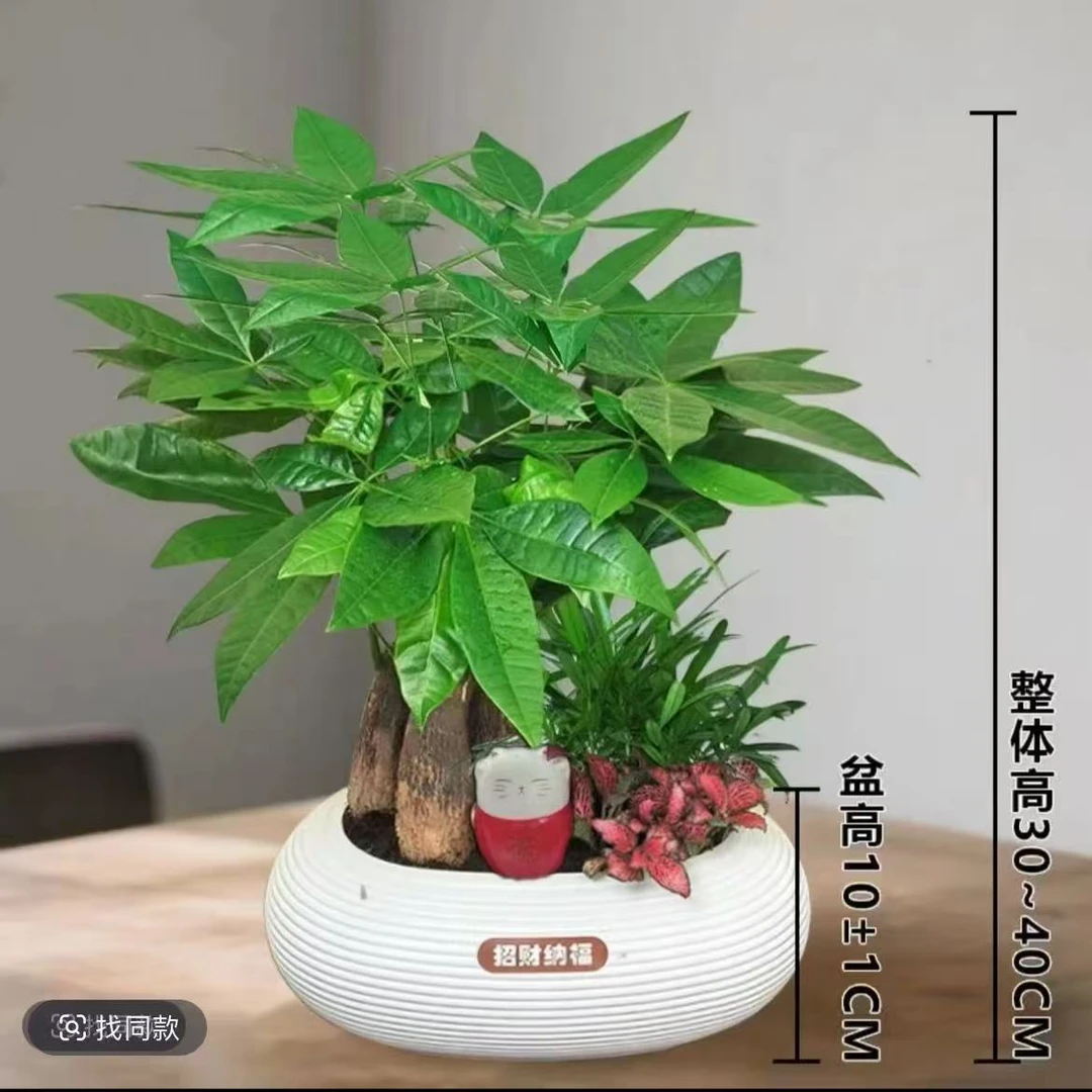 【发财树组合盆栽】含九里香网纹草室内桌面好养四季常青绿植