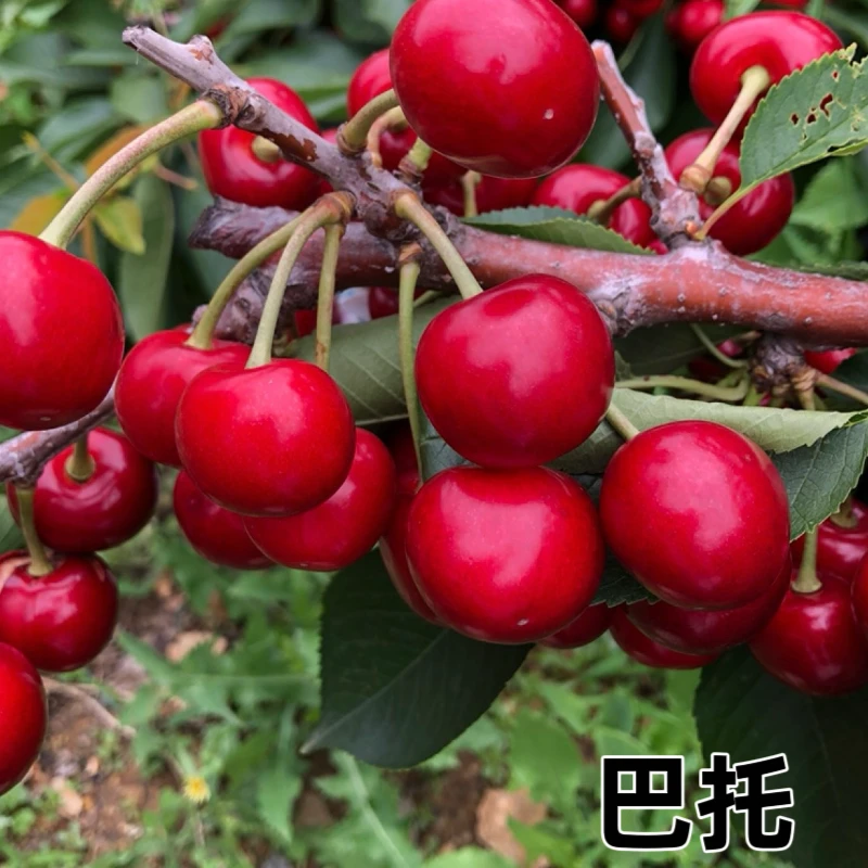 巴托樱桃  大连樱桃 果园直达 保质保量  8甜2酸 易掉巴 介意勿拍