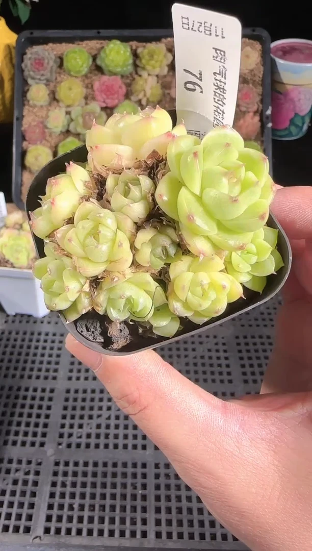 1127-76群生不包整