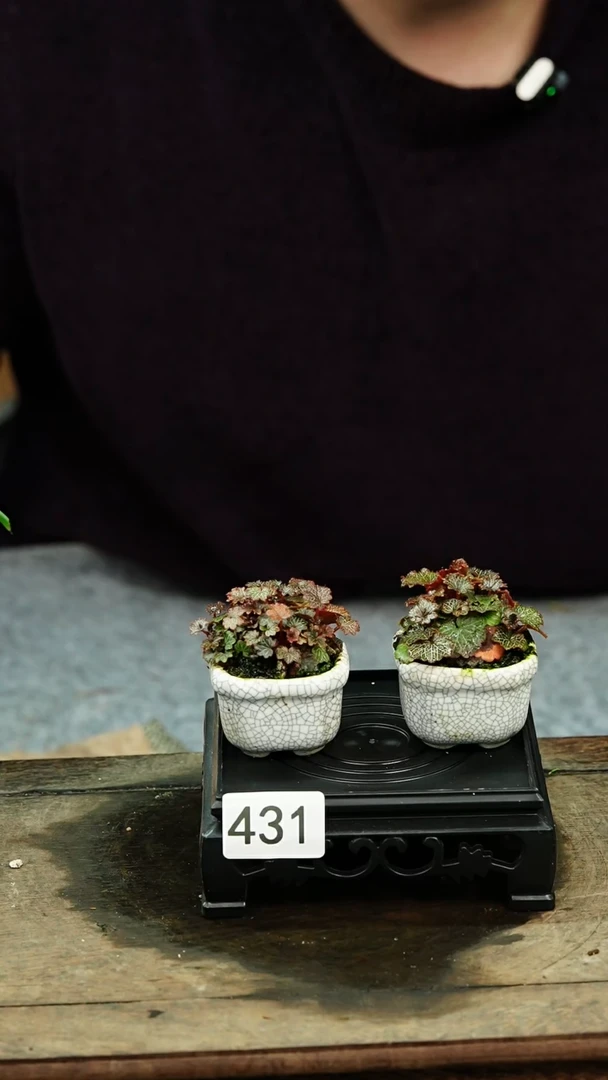 【闪购商品】苔藓微景观431号
