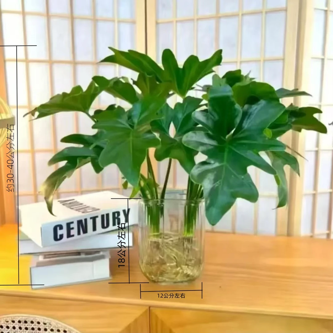 春羽办公室内桌面净化空气四季常青吸甲醛简约U型瓶水培绿植盆栽