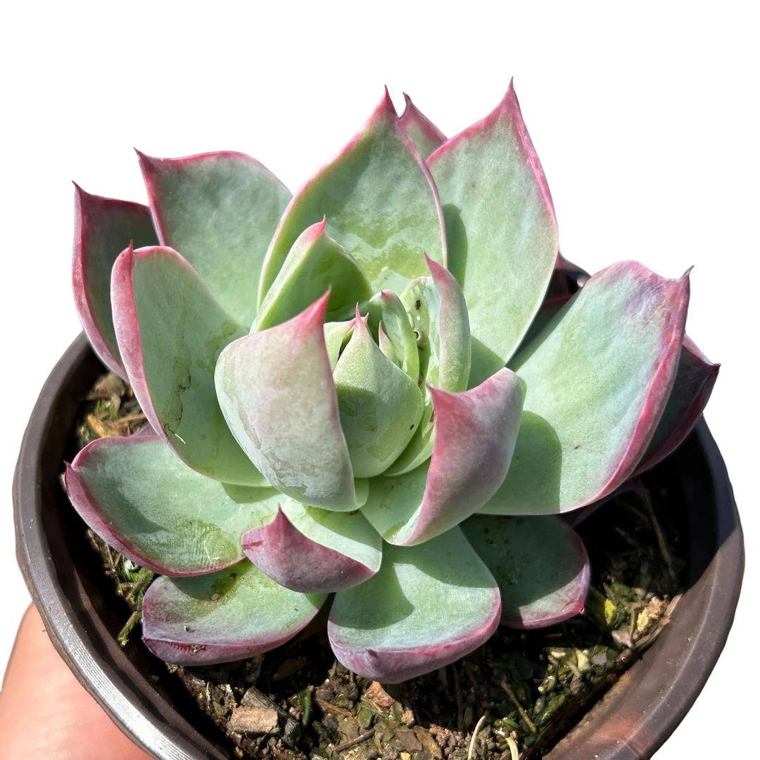 惊鸿仙子带盆土 多肉植物室内绿植净化空气