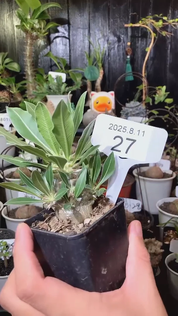 27号812福利马达加斯加岛品种盲盒