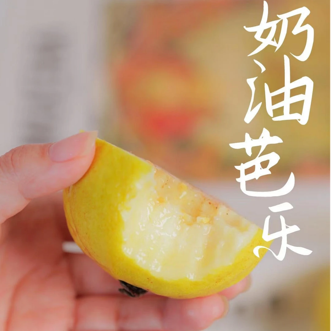 广东白心芭乐软糯香甜奶油口感新鲜番石榴水果京东包邮