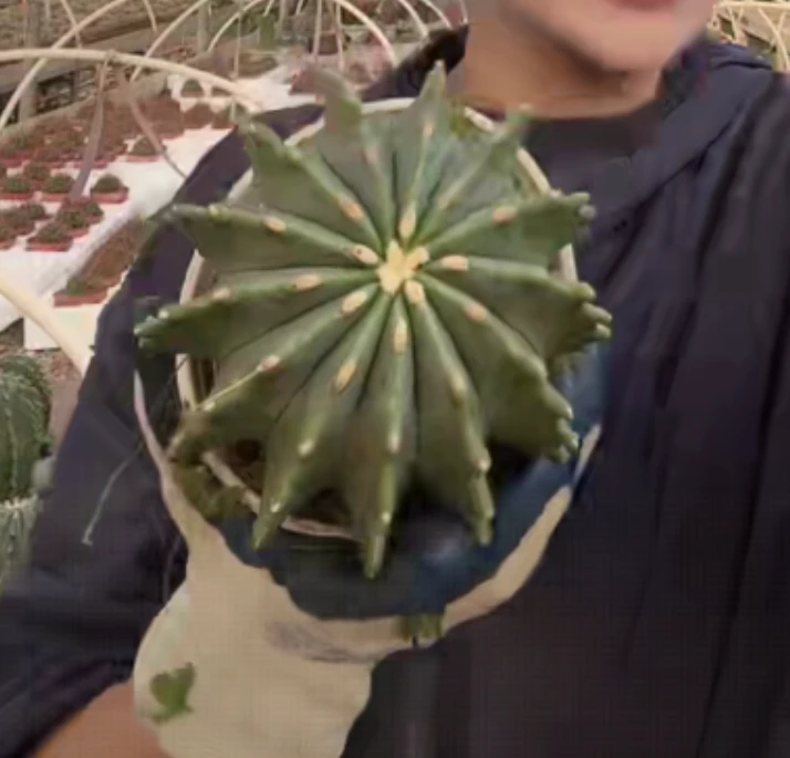 大乔园艺【 1颗  大无刺王冠龙  实生根 】带盆土随机发货