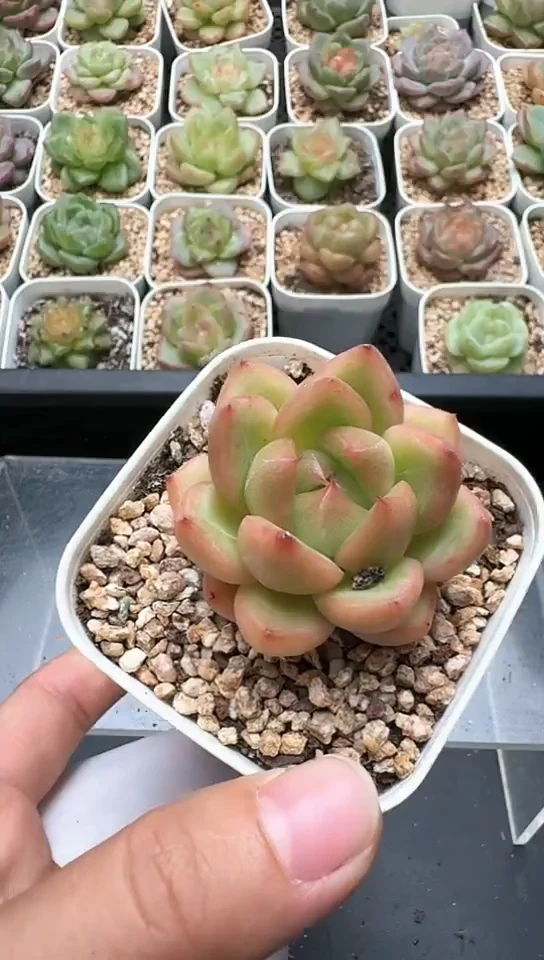 162F云禹多肉植物 默认脱土纸巾打包 3颗包邮