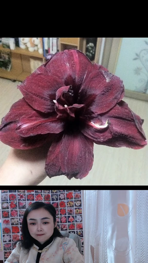 朱顶红绣球6厘米