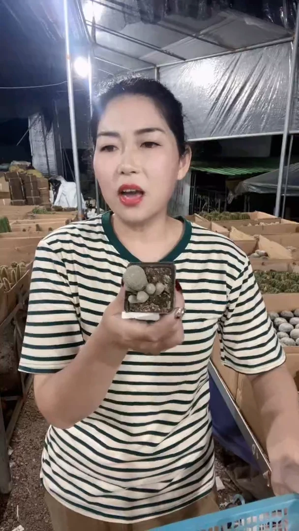 126号多头月世界