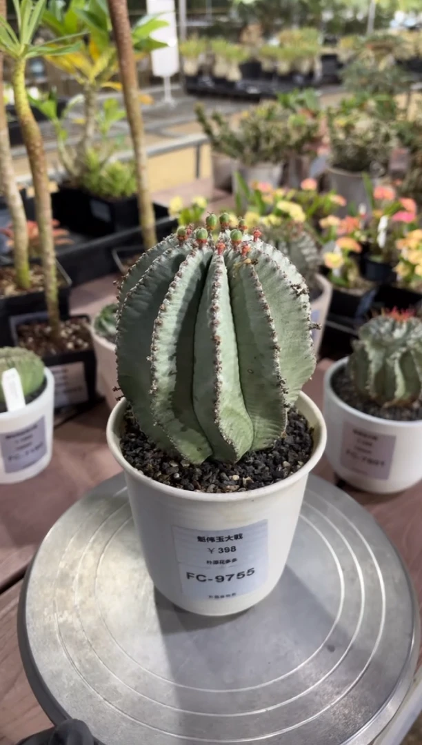 魁伟玉大戟FC-9755