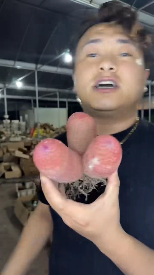 3头 红太阳【带根】