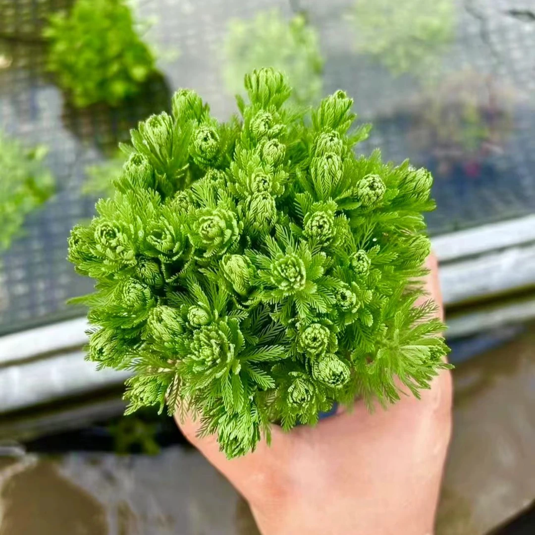 【羽毛宝塔】水草鱼缸造景水草大坨水草