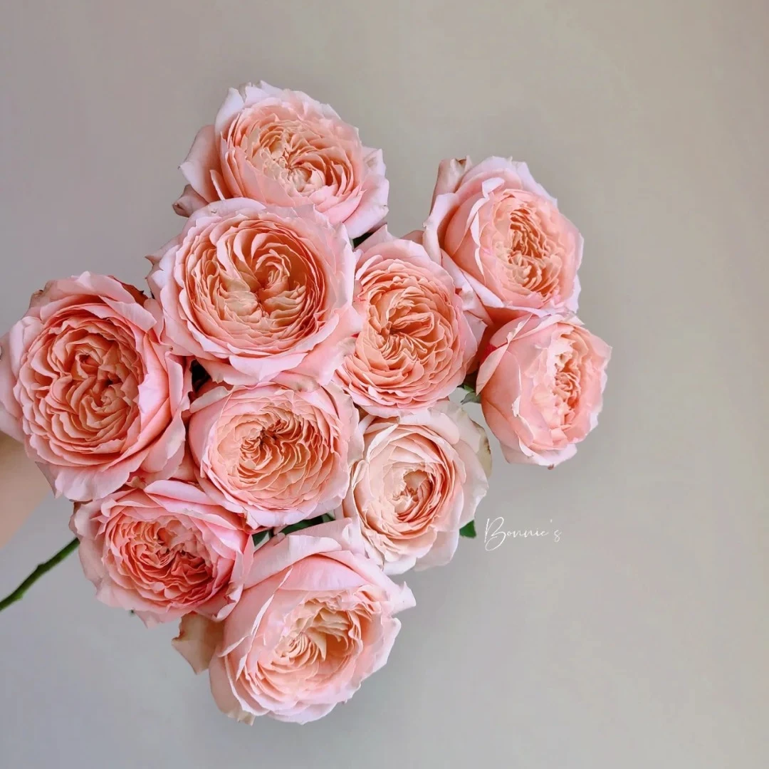 【梵花印梦玫瑰】单头朱丽叶塔 一单包邮，两单升级顺丰或京东冷链