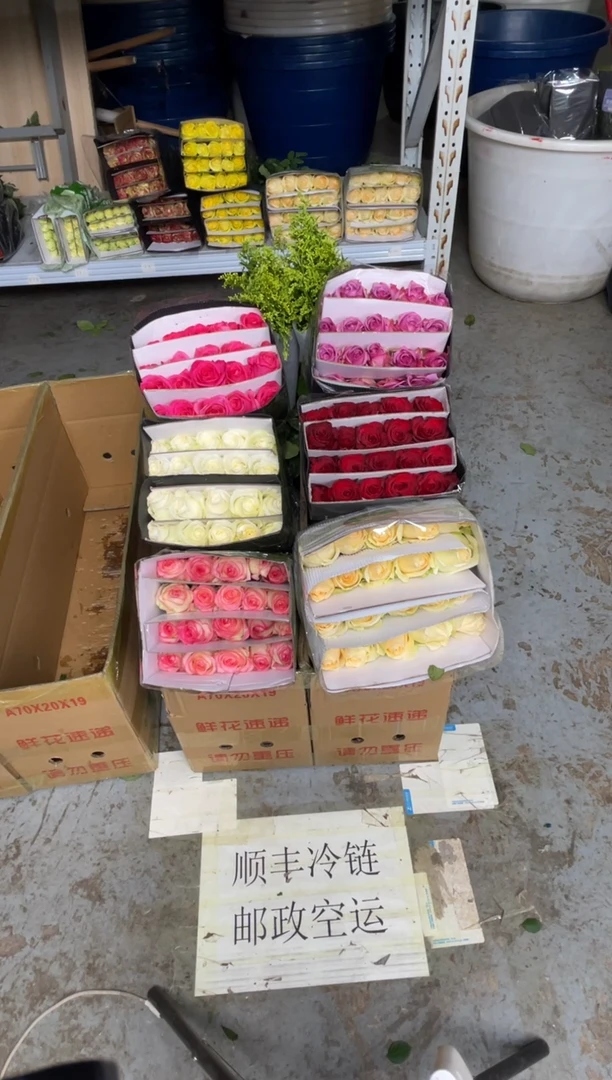 单头玫瑰60枝（任意3个品种）+黄莺