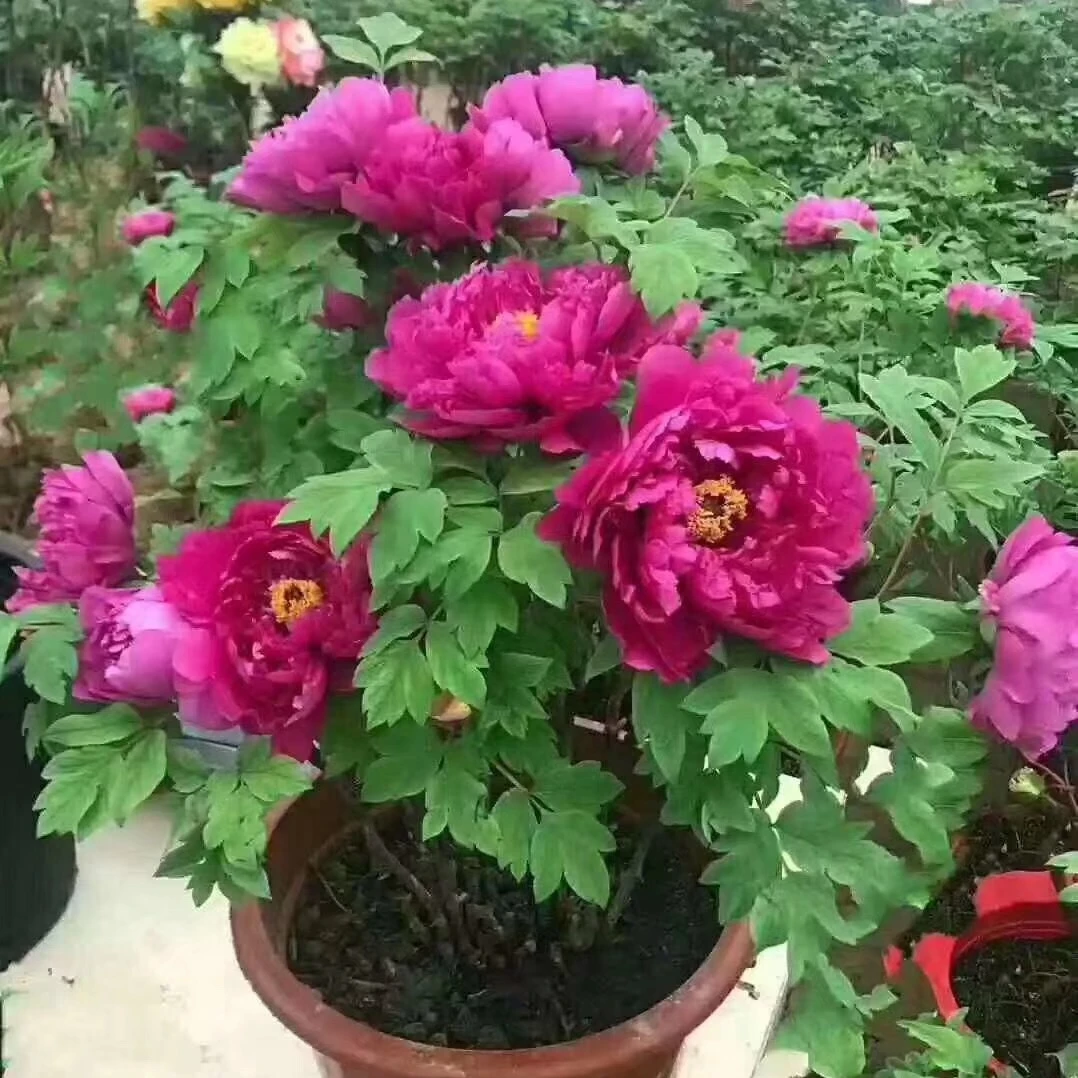 【年宵花牡丹】老盆养 洛阳红 盆栽牡丹 带花苞发货
