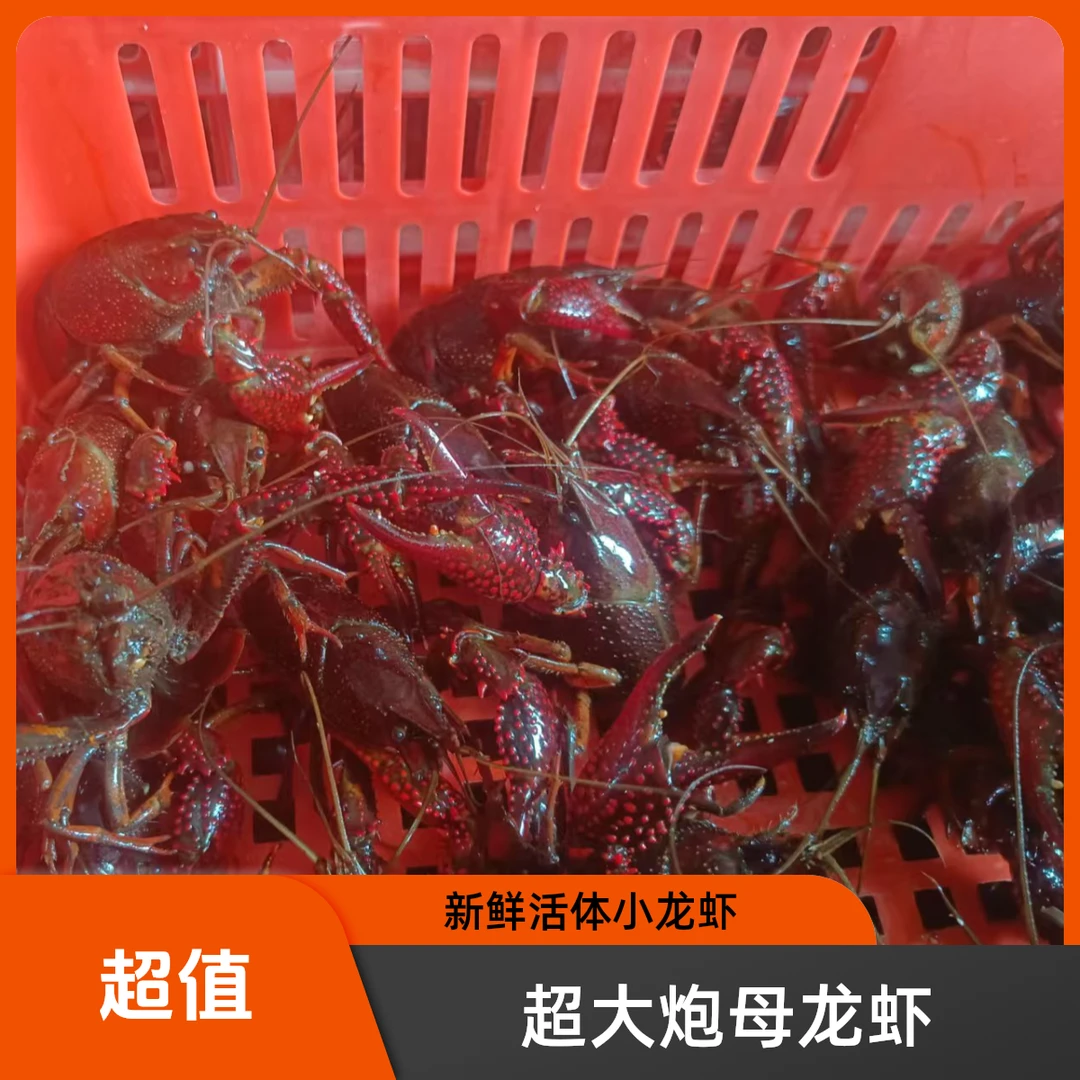 【超大炮母龙虾】江苏金湖顺丰发货管四小龙虾鲜活小龙虾