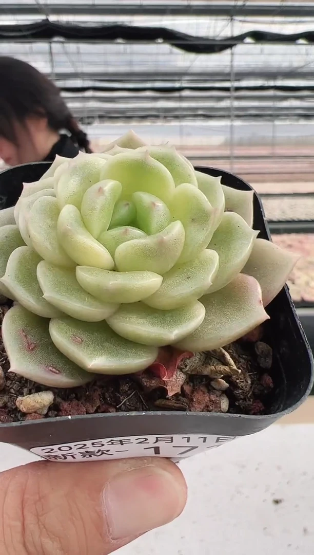 【闪购商品】新款多肉-171