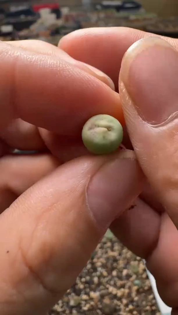 7-363多肉植物肉锥