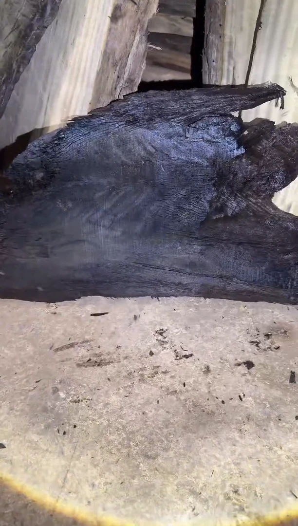 金丝楠小叶桢楠90