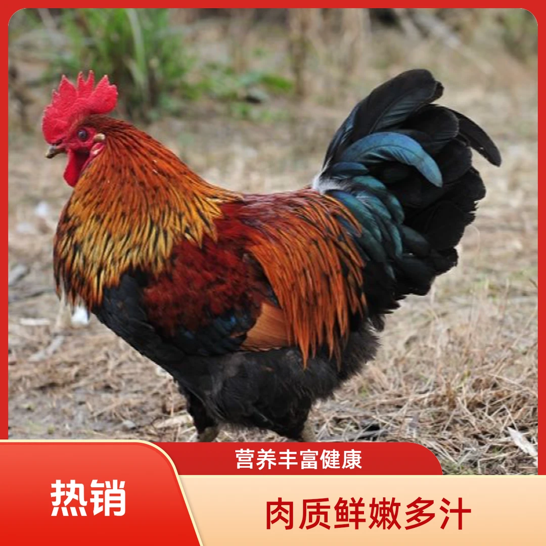 买2送2农家散养九斤红公鸡，2斤左右发货