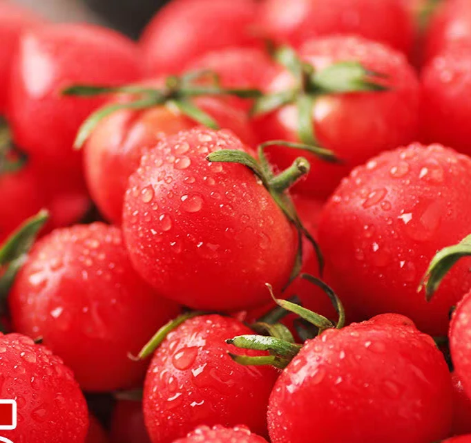 慈溪本地小蕃茄口味鲜甜软糯小时候的味道现摘现发