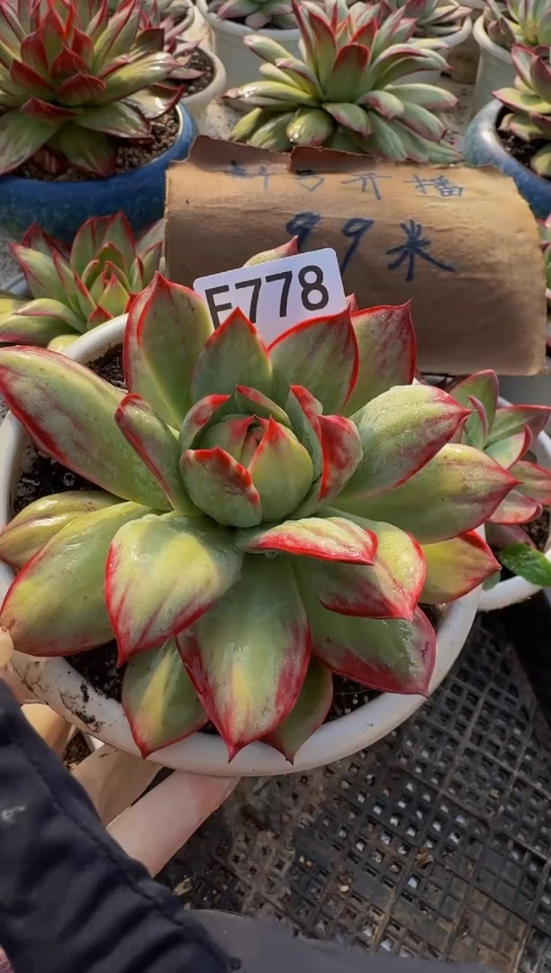 E778惊鸿仙子（裸根发货）