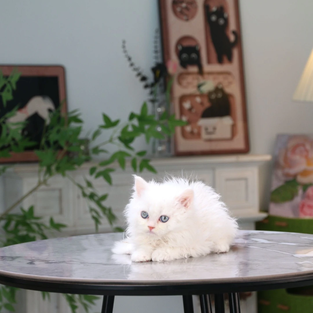 赛尔凯克卷毛猫活体猫咪纯白弟弟